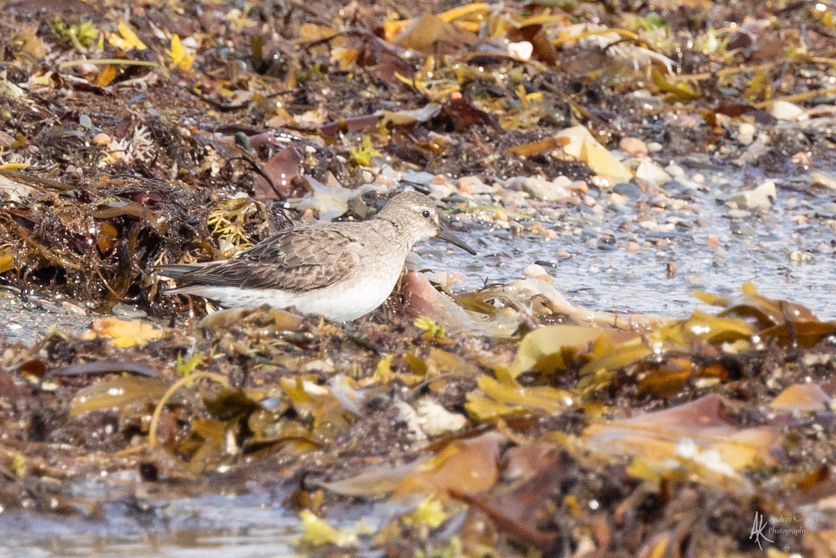 White-rumped Sandpiper - ML624126340