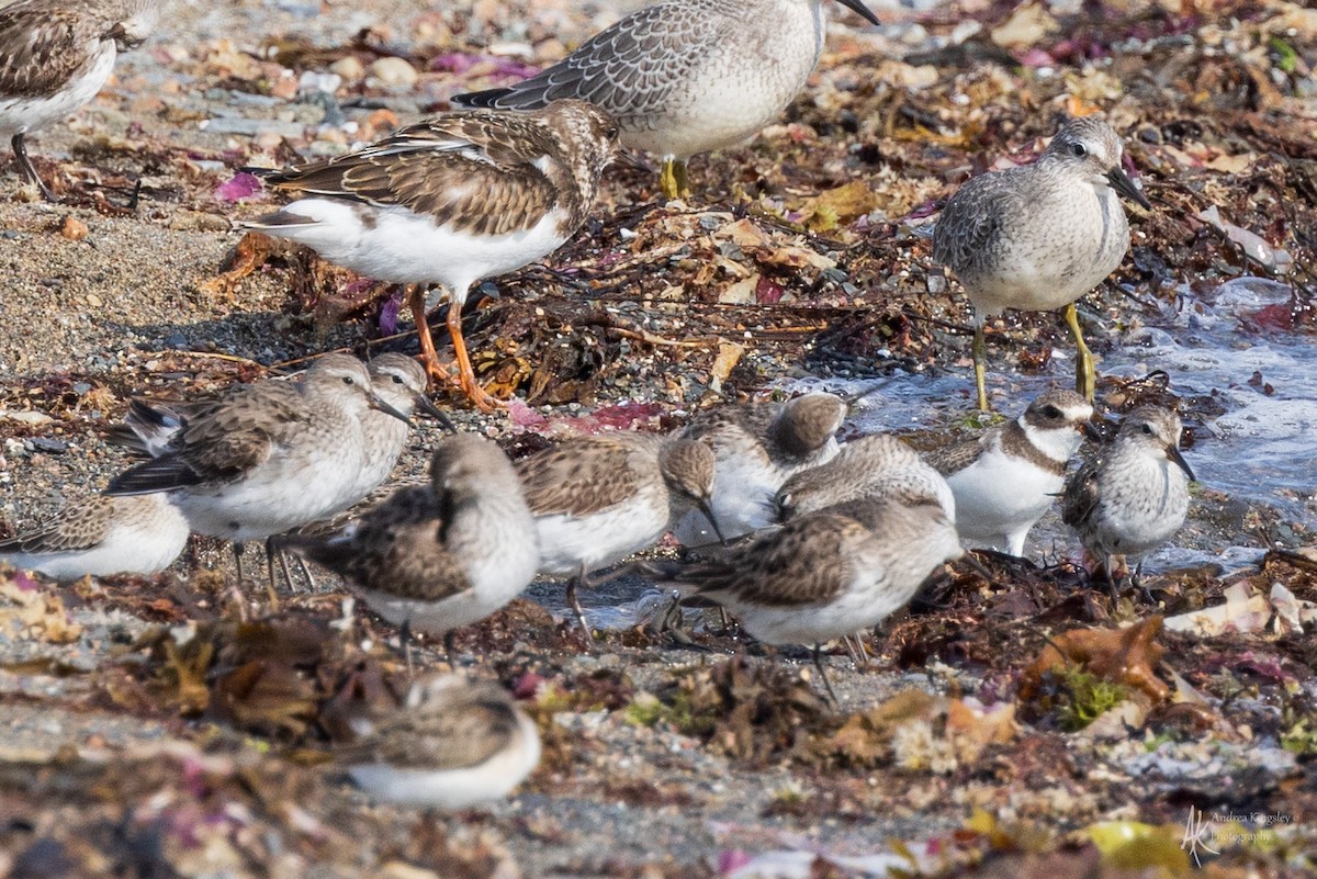 White-rumped Sandpiper - ML624126344