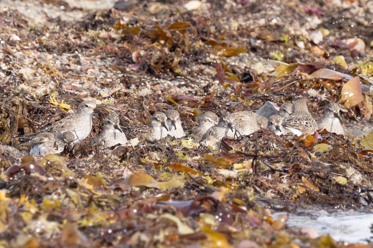 White-rumped Sandpiper - ML624126345