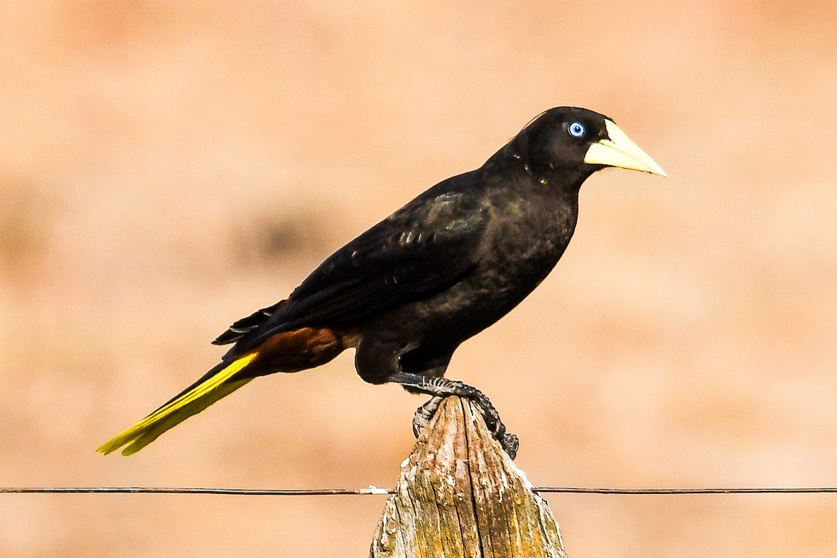 Yellow-rumped Cacique - ML624126347