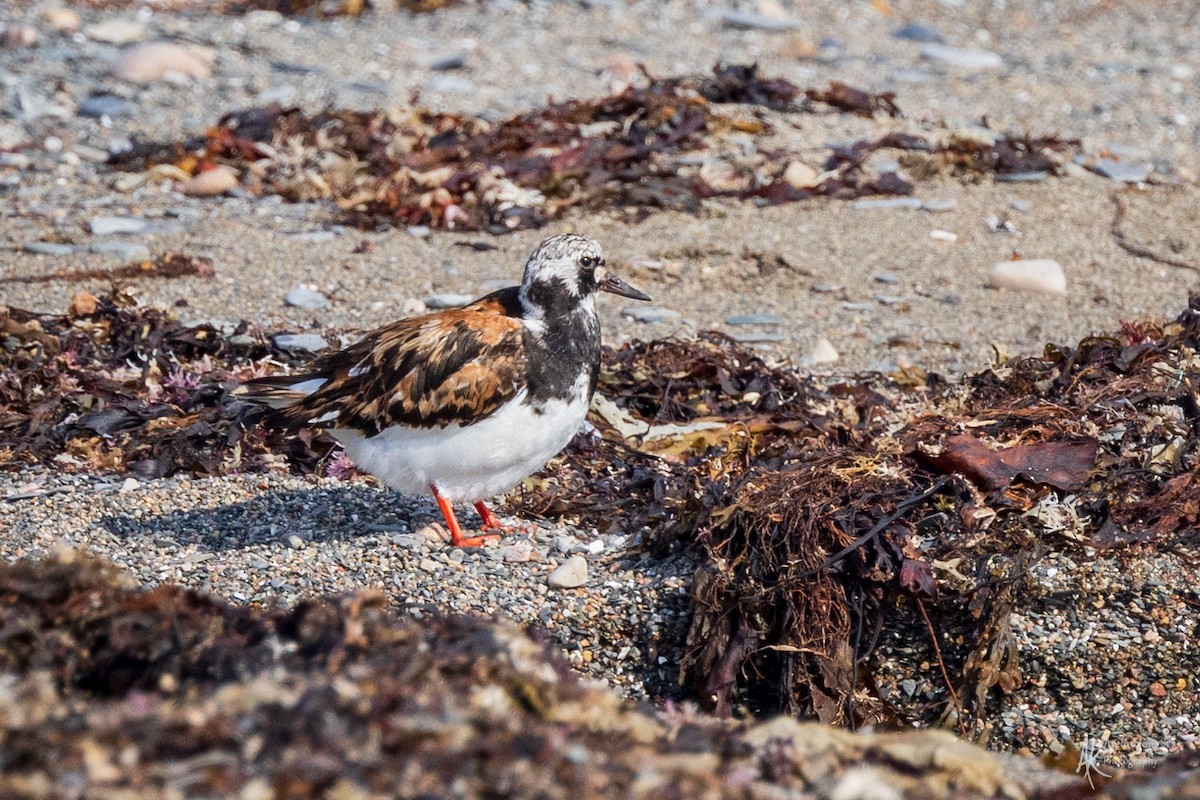 Ruddy Turnstone - ML624126353