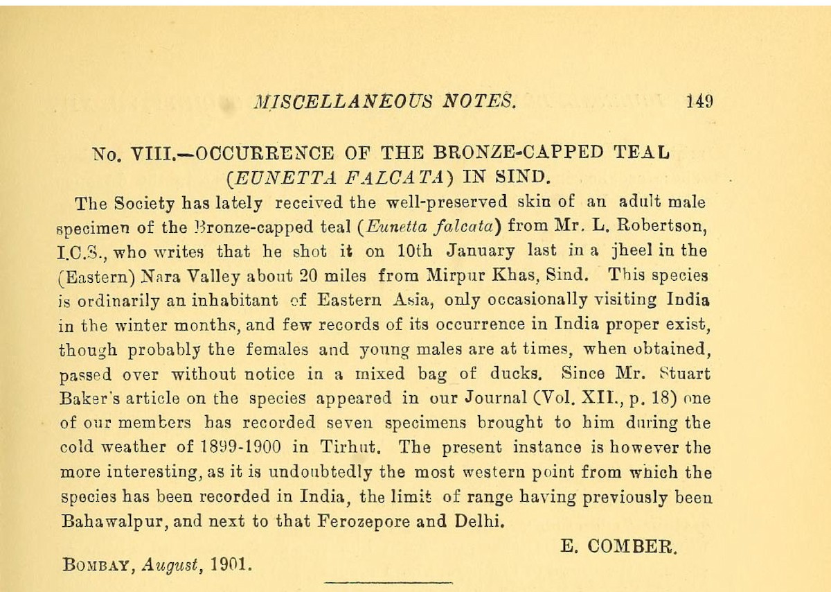 Falcated Duck - ML624126377
