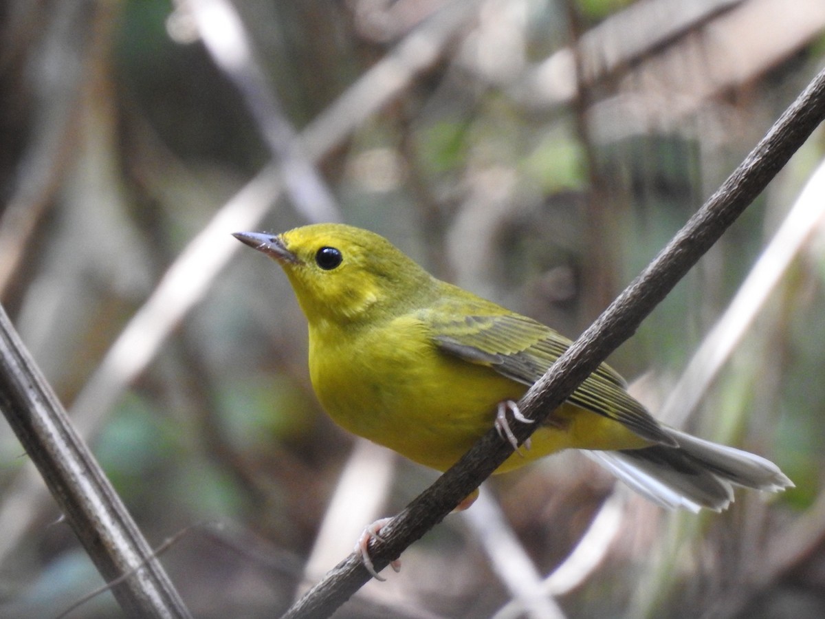 Hooded Warbler - ML624126421