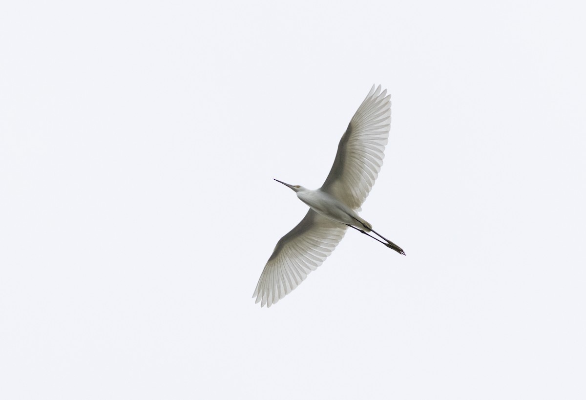 Snowy Egret - ML624126432