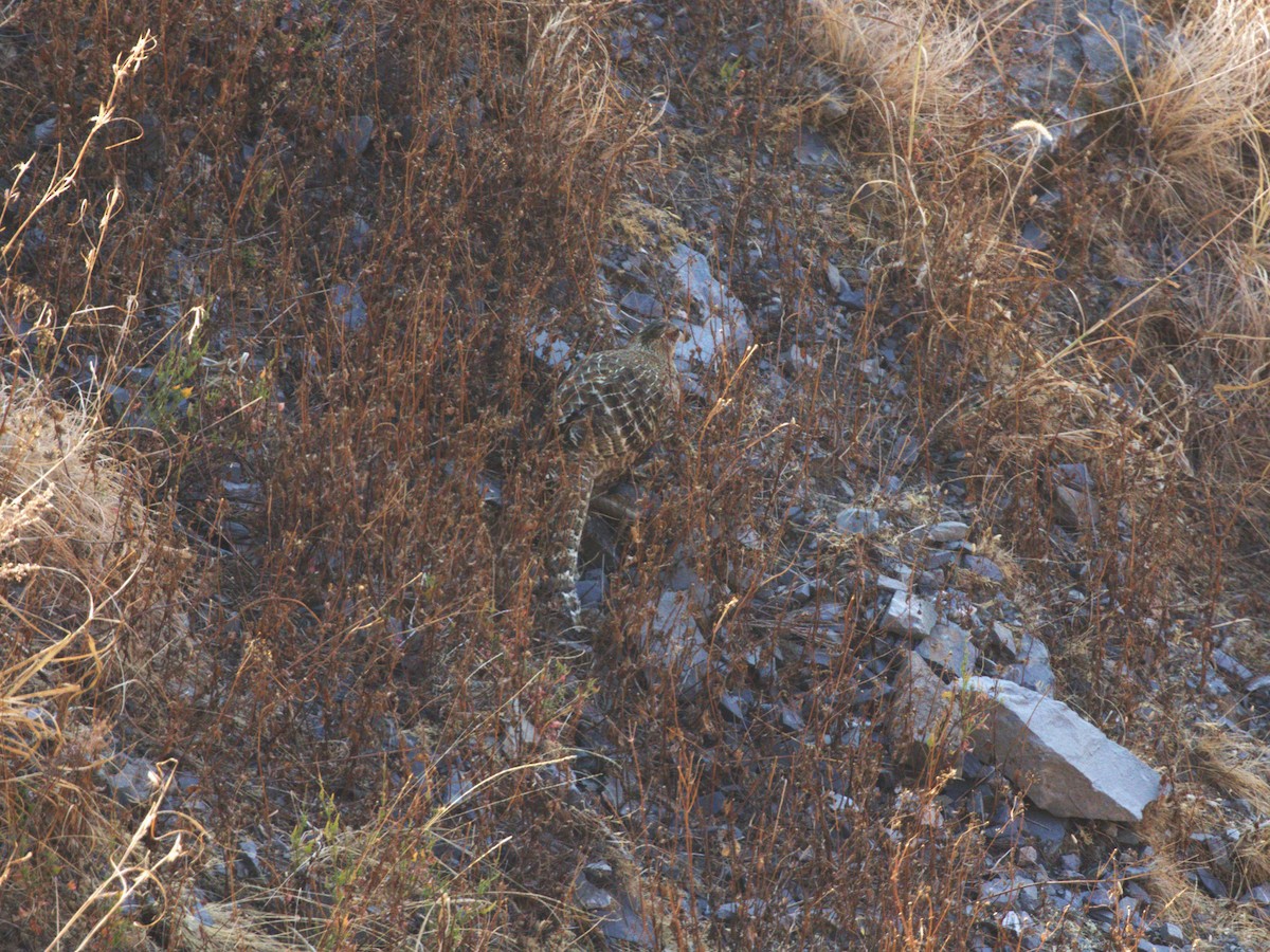 Cheer Pheasant - ML624126452