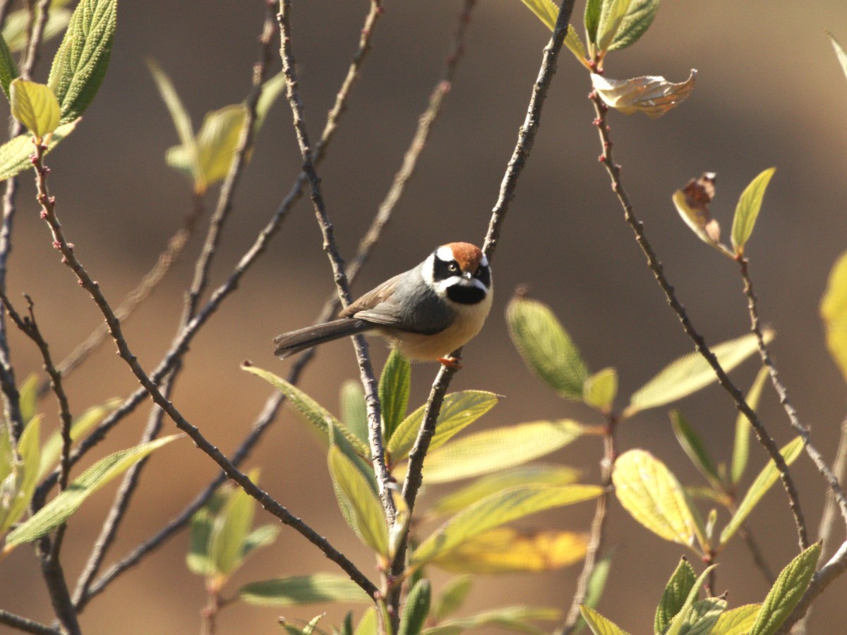 Black-throated Tit - ML624126464