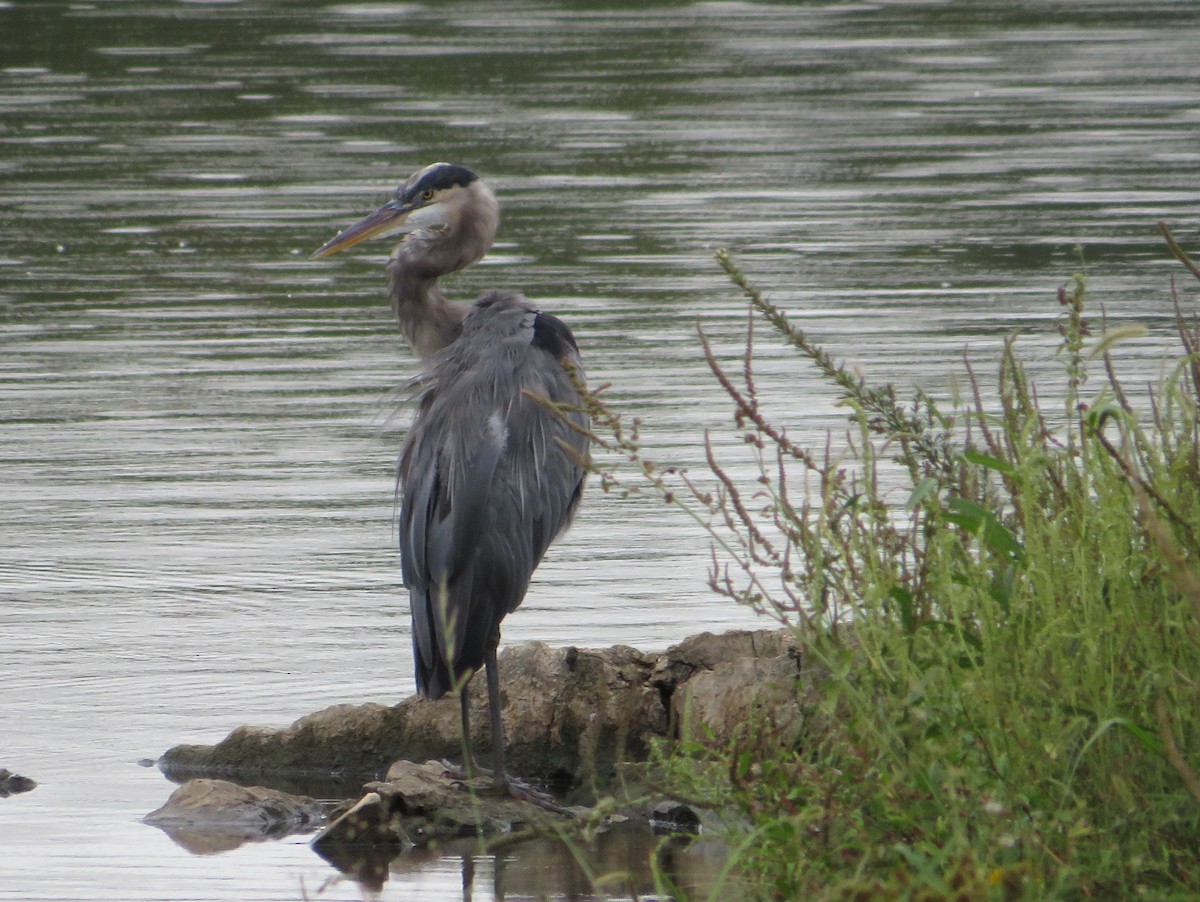 Garza Azulada - ML624126472