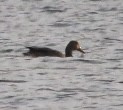 Lesser Scaup - MLV Ober