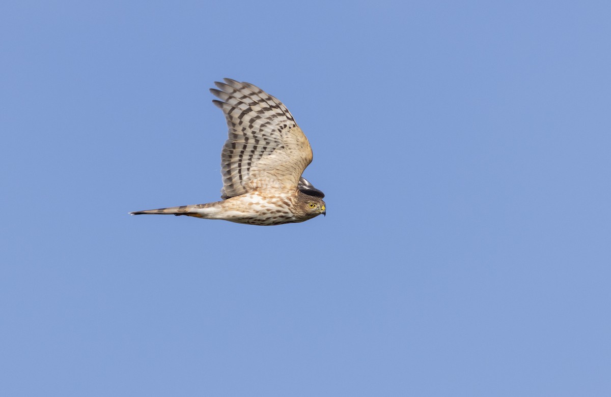 Sharp-shinned Hawk - ML624126517