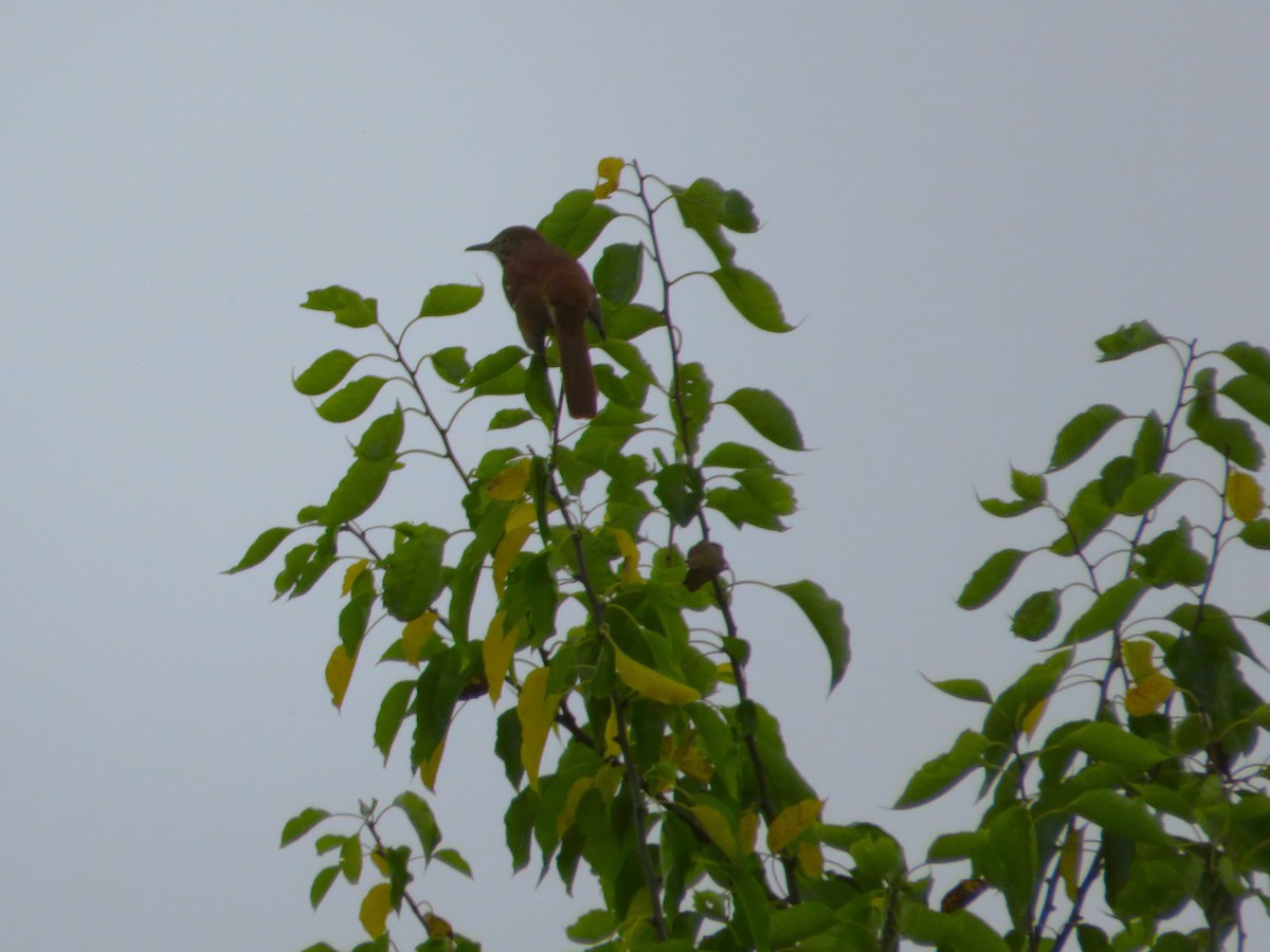 Brown Thrasher - ML624126519