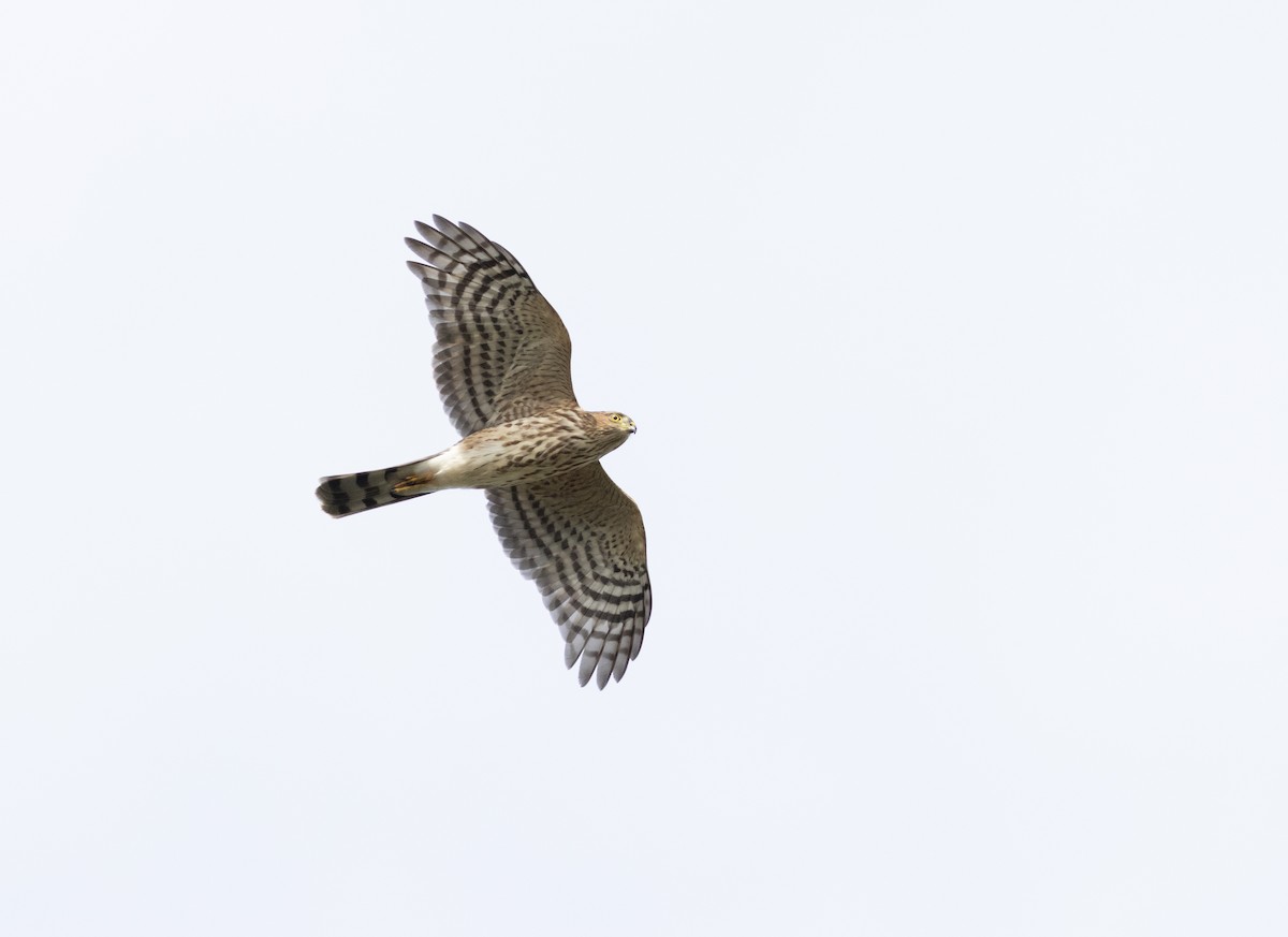 Sharp-shinned Hawk - Gautam Apte