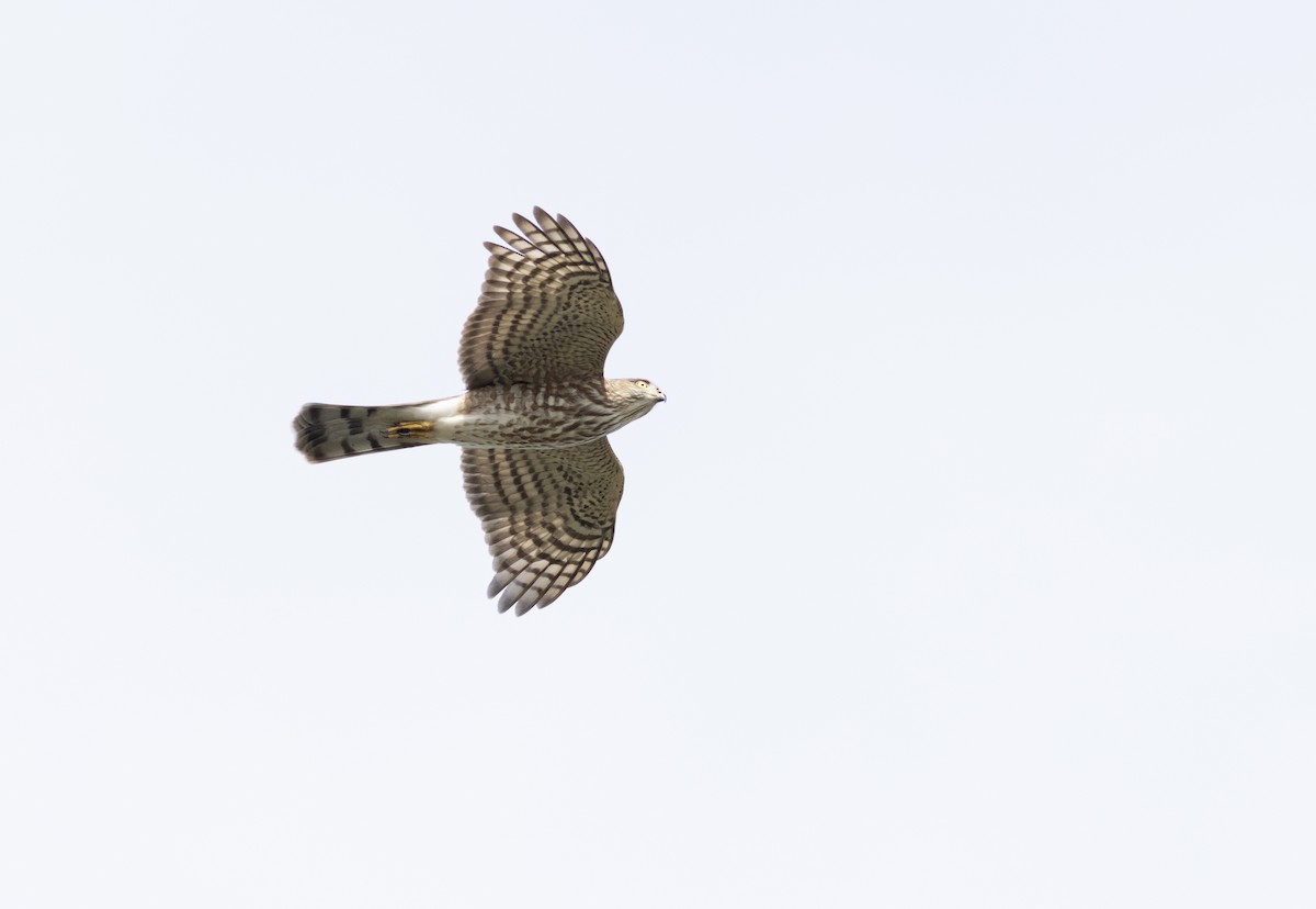 Sharp-shinned Hawk - ML624126521