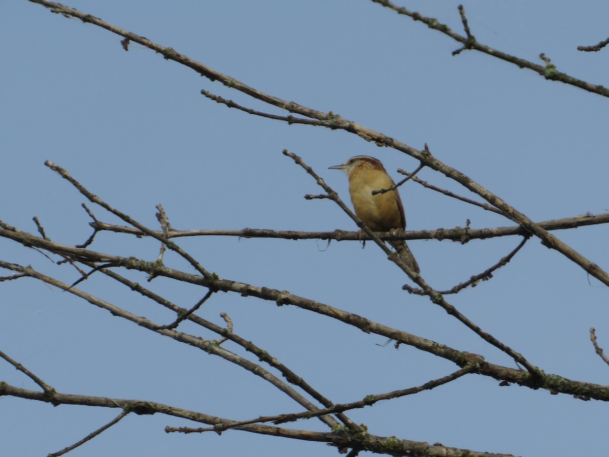 Carolina Wren - ML624126527