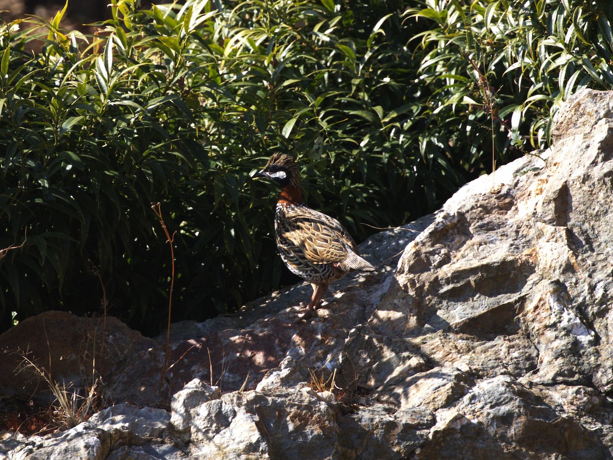 Black Francolin - ML624126544