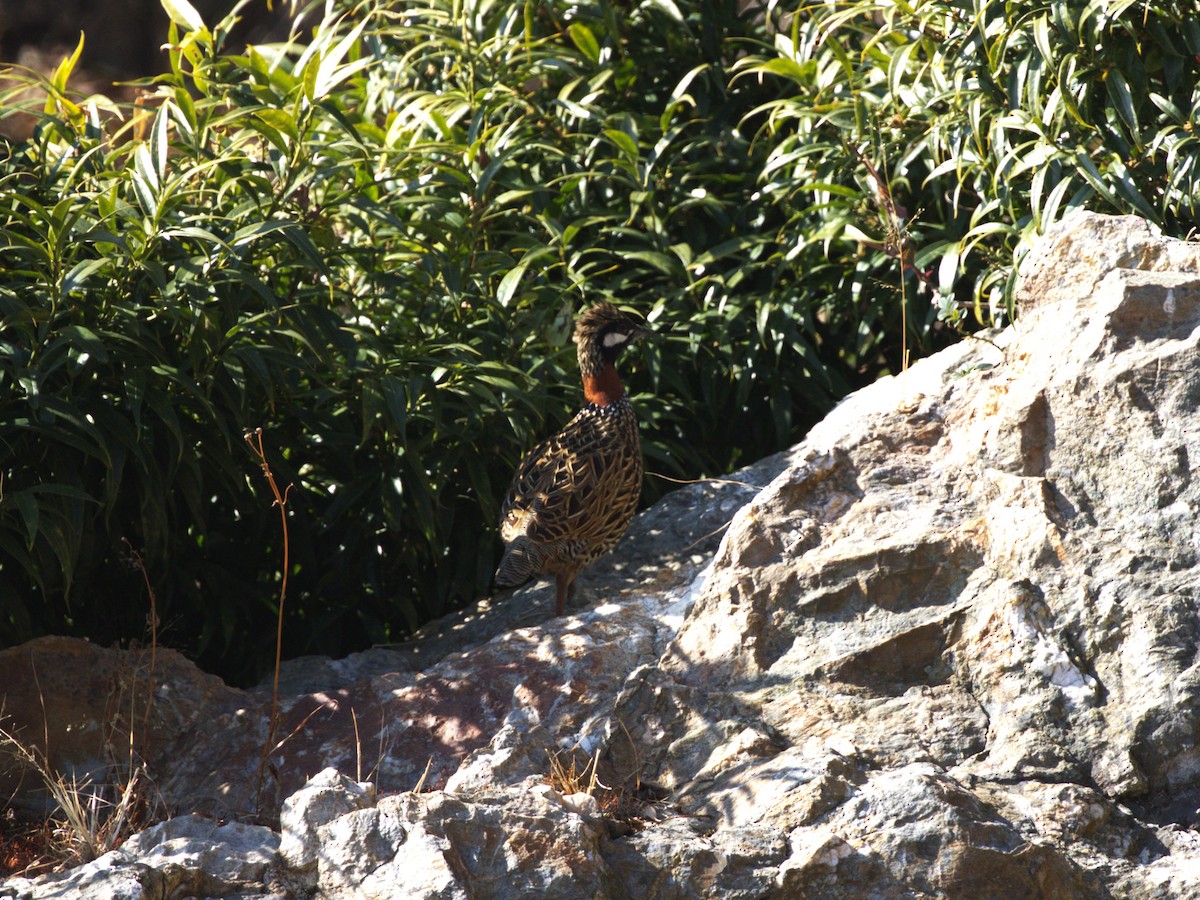 Black Francolin - ML624126545