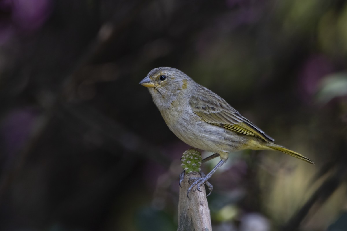 Saffron Finch - ML624126549