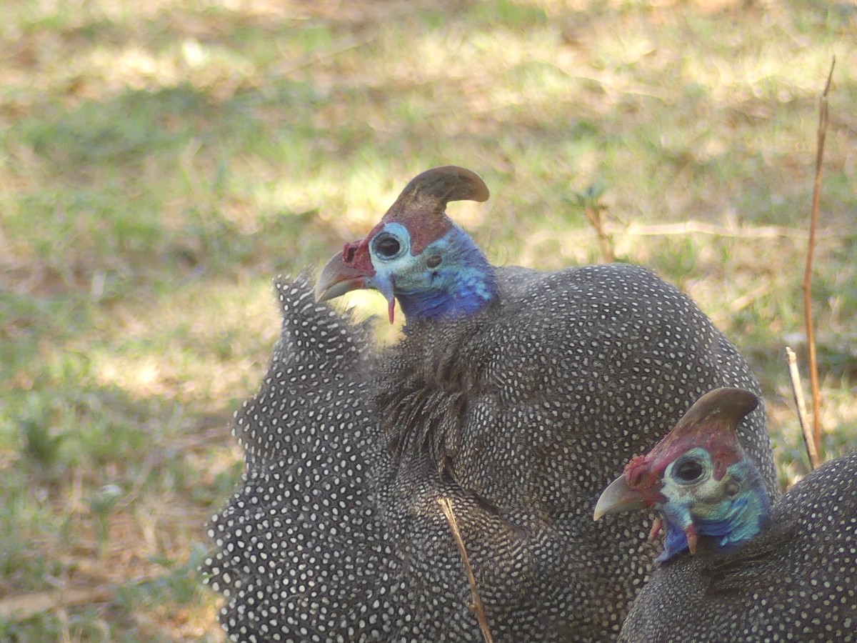 Helmeted Guineafowl - ML624126550