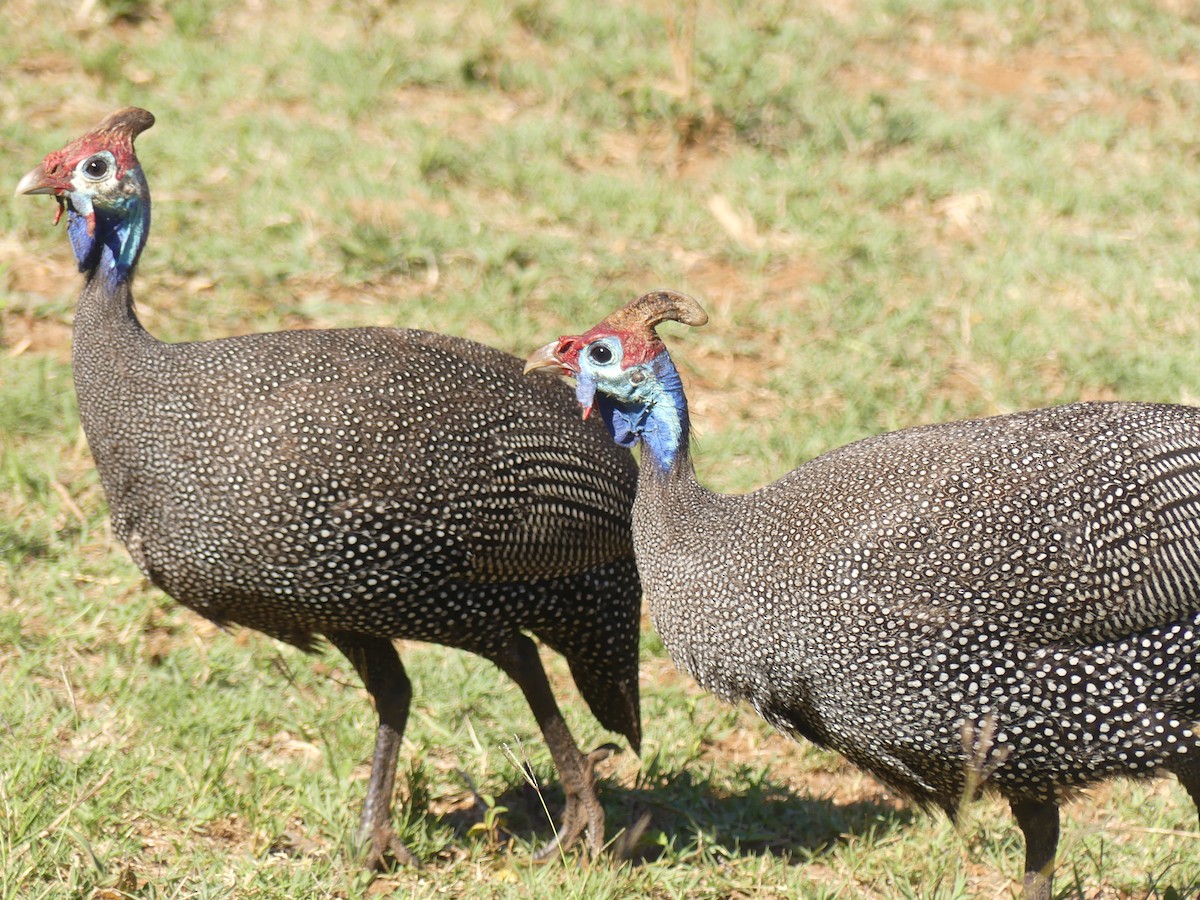 Helmeted Guineafowl - ML624126551