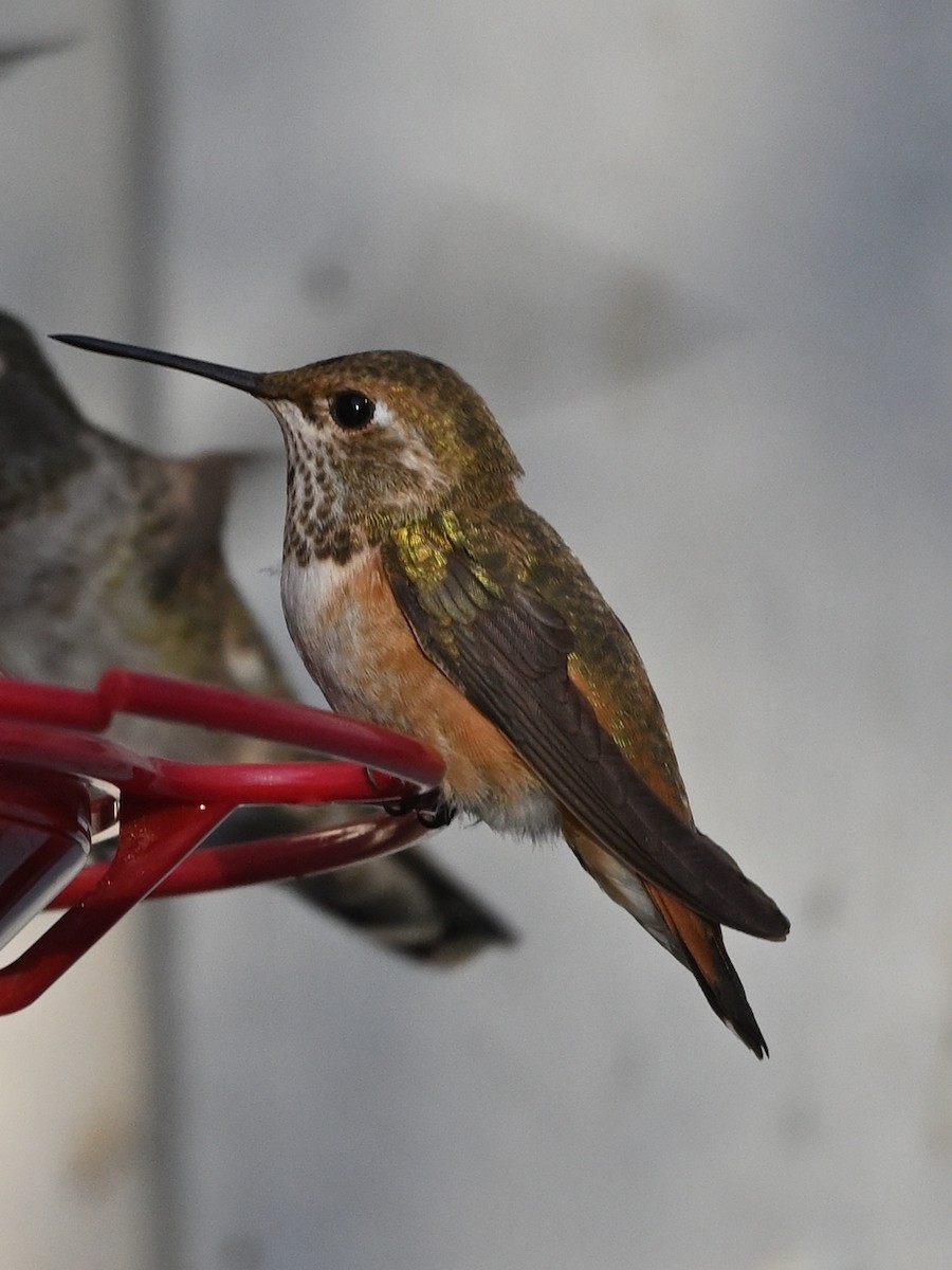 Rufous Hummingbird - ML624126568