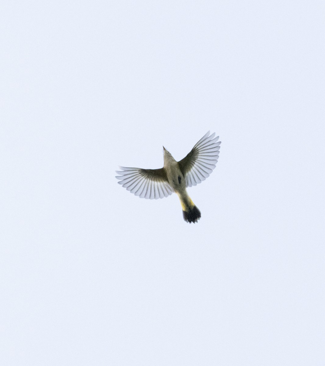 American Redstart - ML624126592