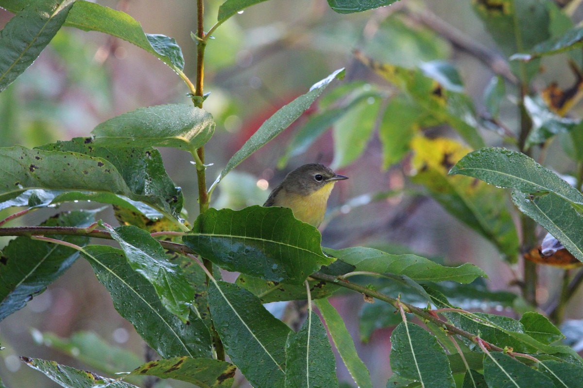 Common Yellowthroat - ML624126600