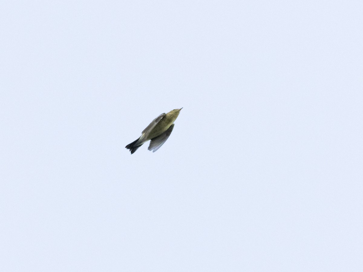 Blackpoll Warbler - Gautam Apte