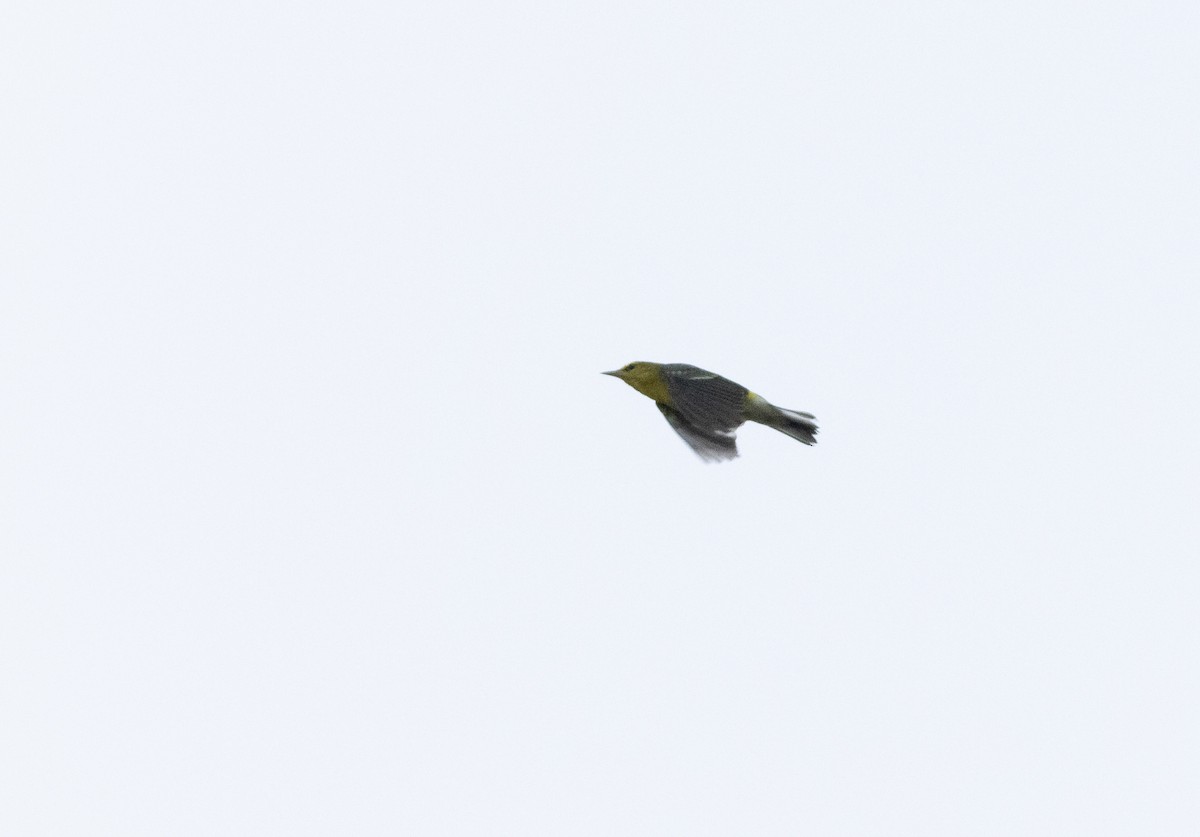 Blue-winged Warbler - ML624126628