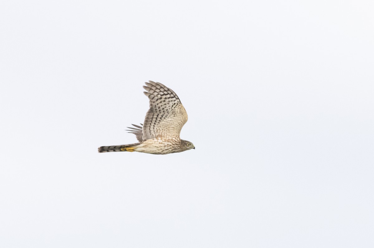 Sharp-shinned Hawk - ML624126645