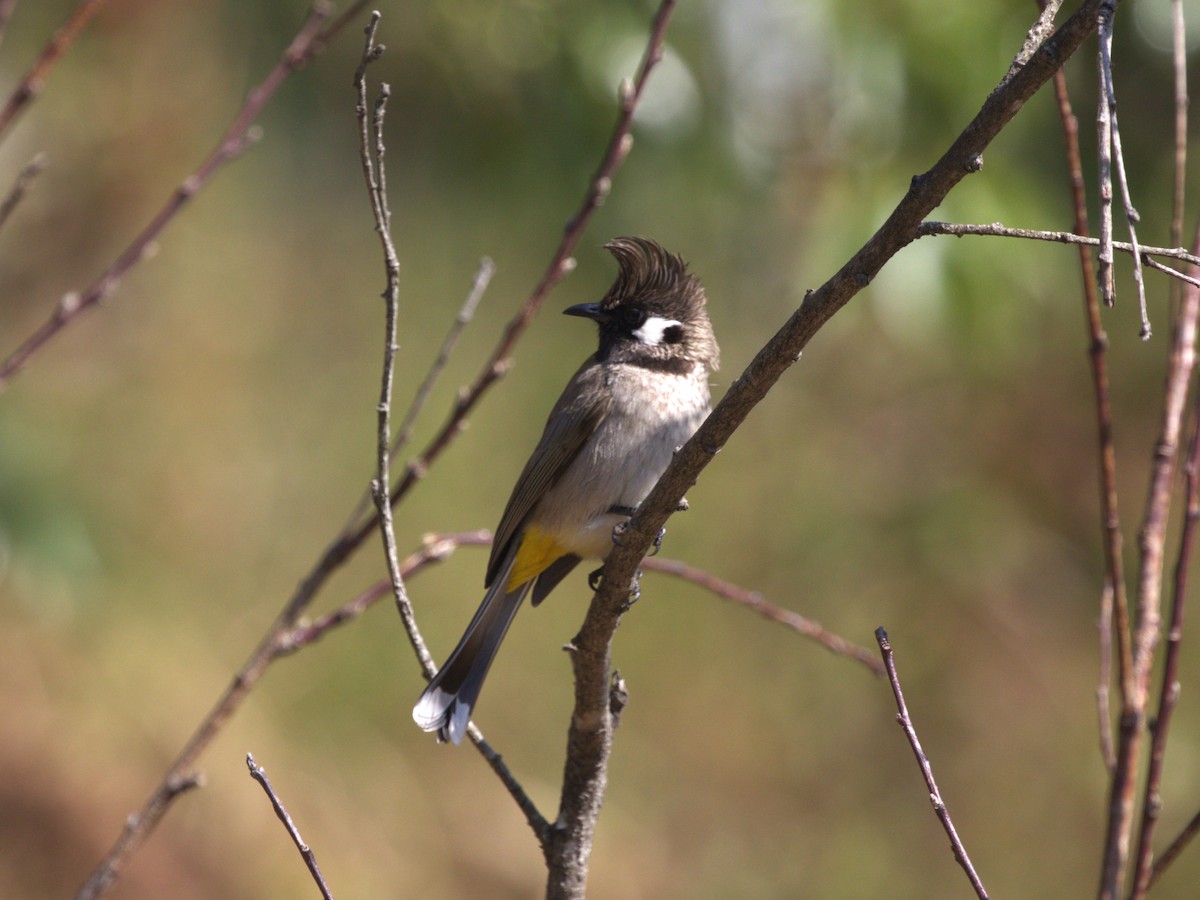 Himalayan Bulbul - ML624126678