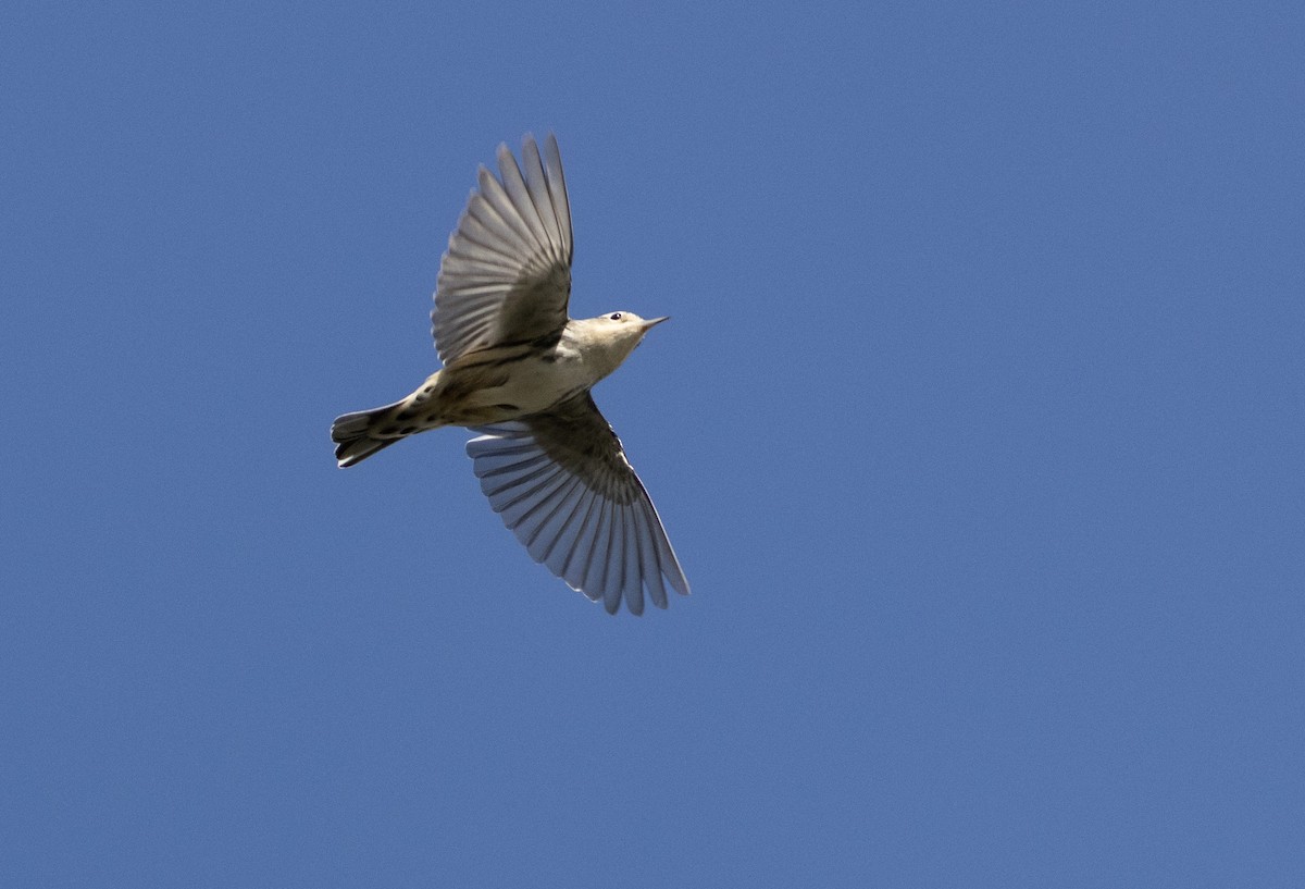 Black-and-white Warbler - ML624126694