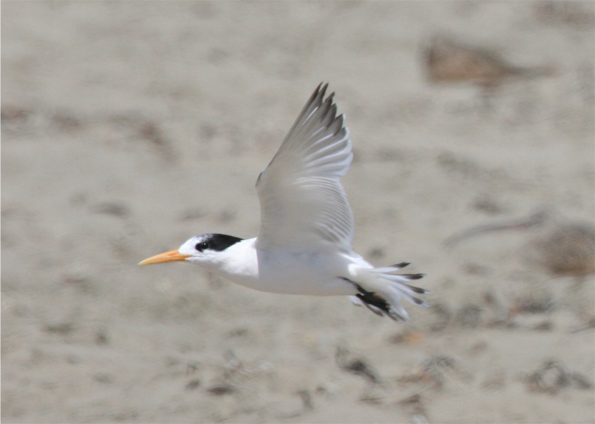 Elegant Tern - Linda Dalton