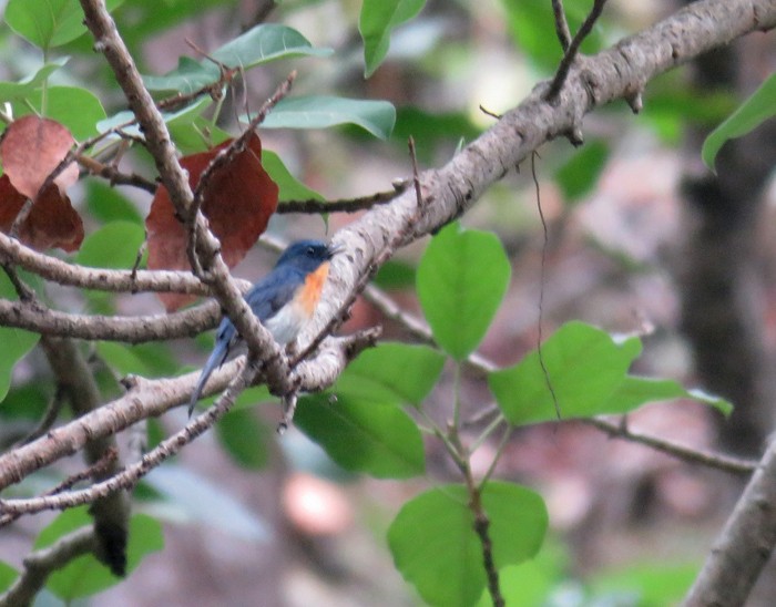 Tickell's Blue Flycatcher - ML62412671
