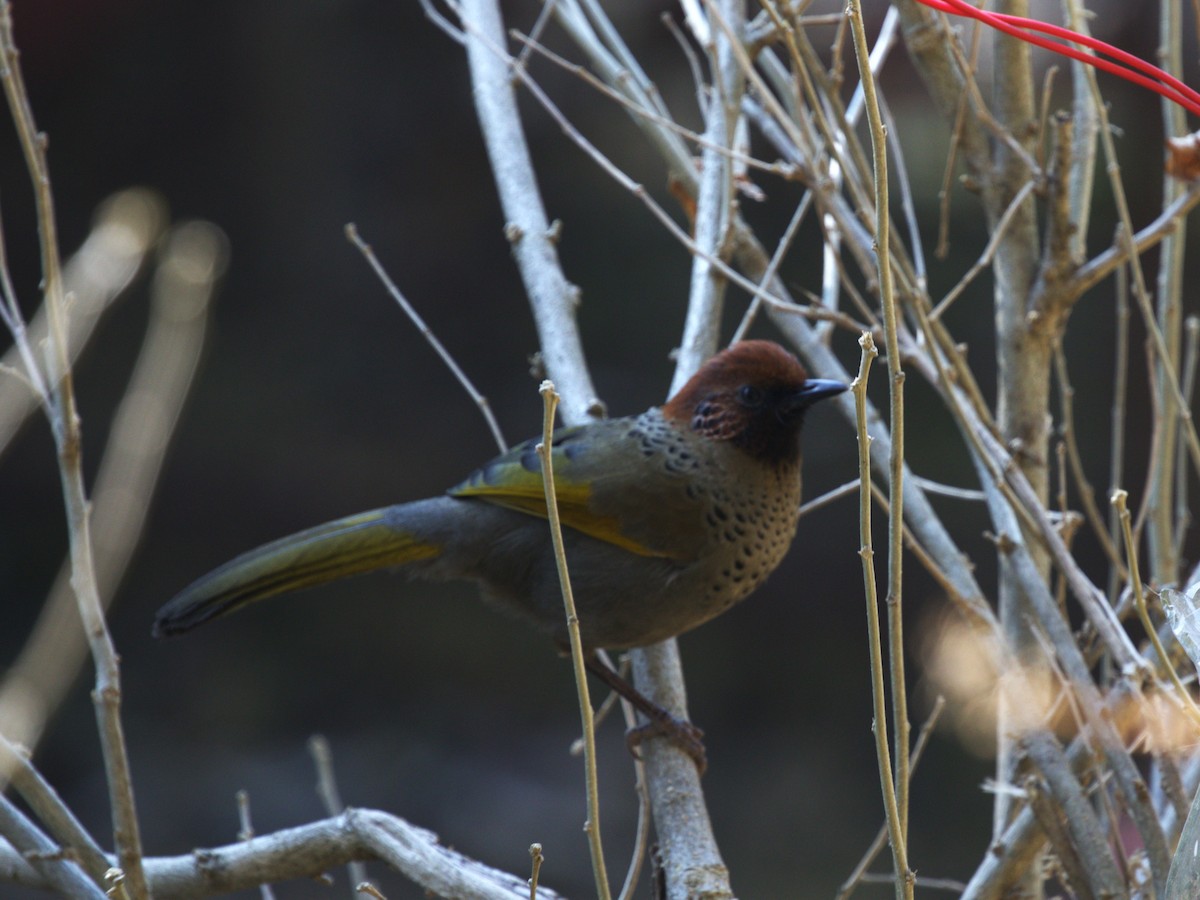 Chestnut-crowned Laughingthrush - ML624126712