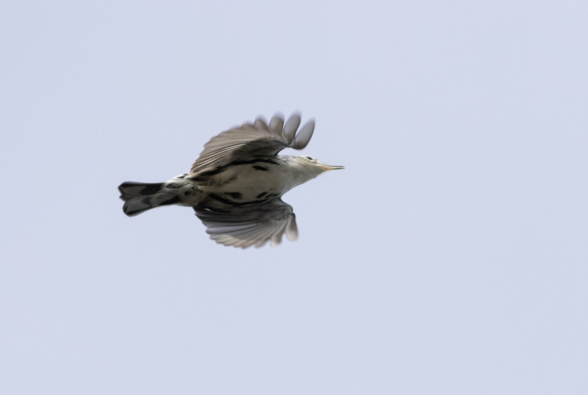 Black-and-white Warbler - ML624126713