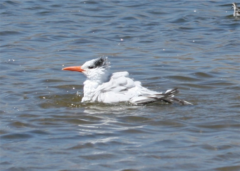 Royal Tern - ML624126718