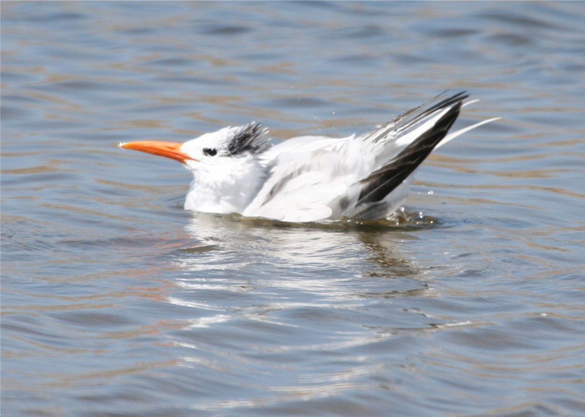 Royal Tern - ML624126719