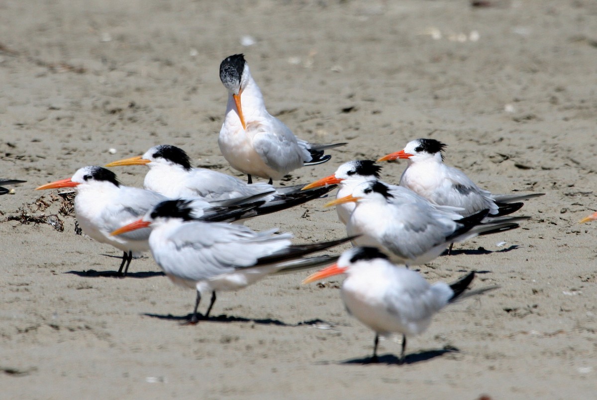 Royal Tern - ML624126720