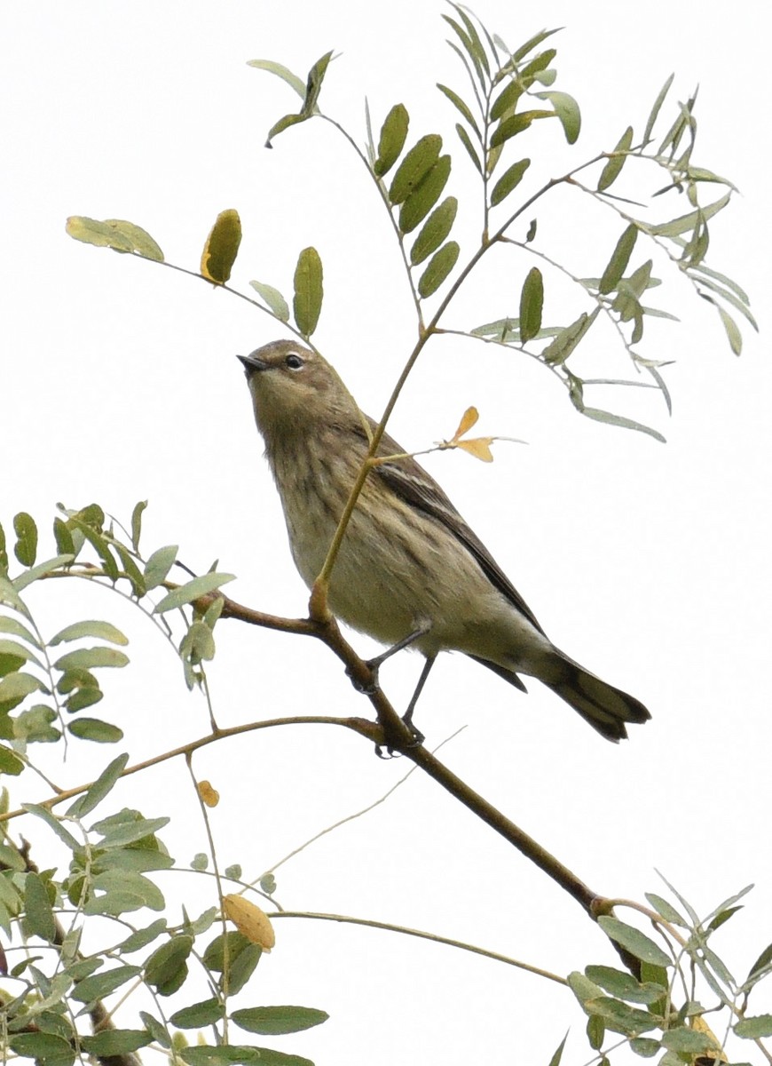 Yellow-rumped Warbler - ML624126725