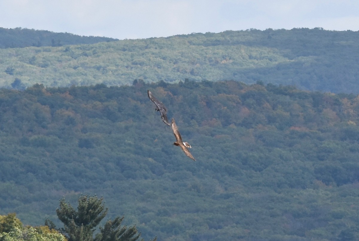 Northern Harrier - ML624126746