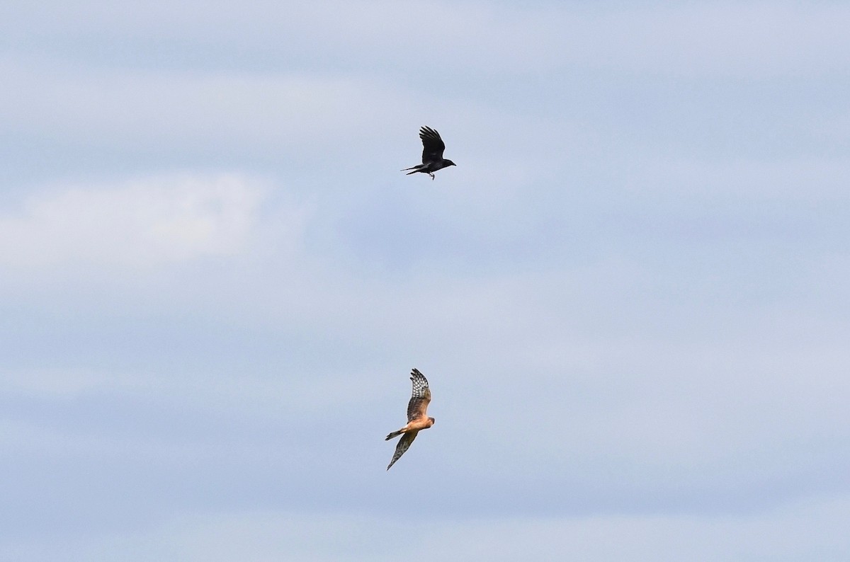 Northern Harrier - ML624126751