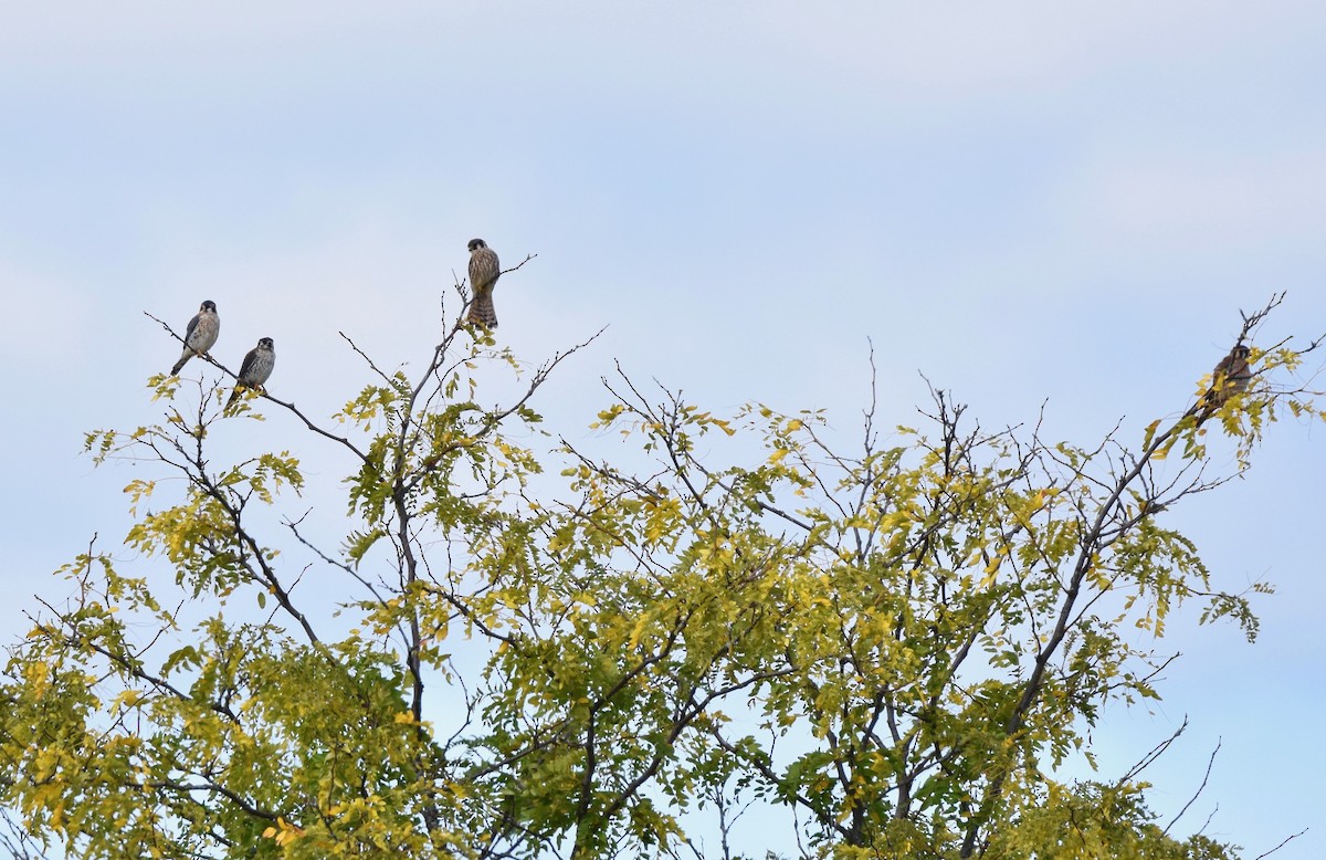 American Kestrel - ML624126771