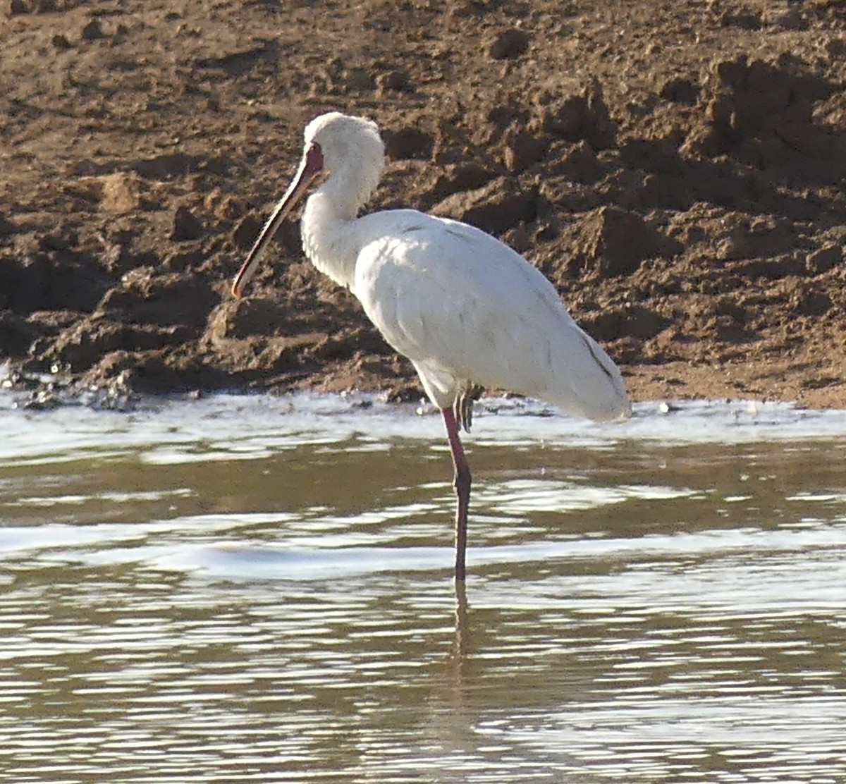 כפן אפריקני - ML624126779