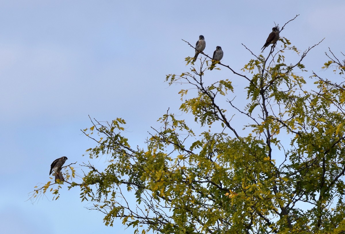 American Kestrel - ML624126780