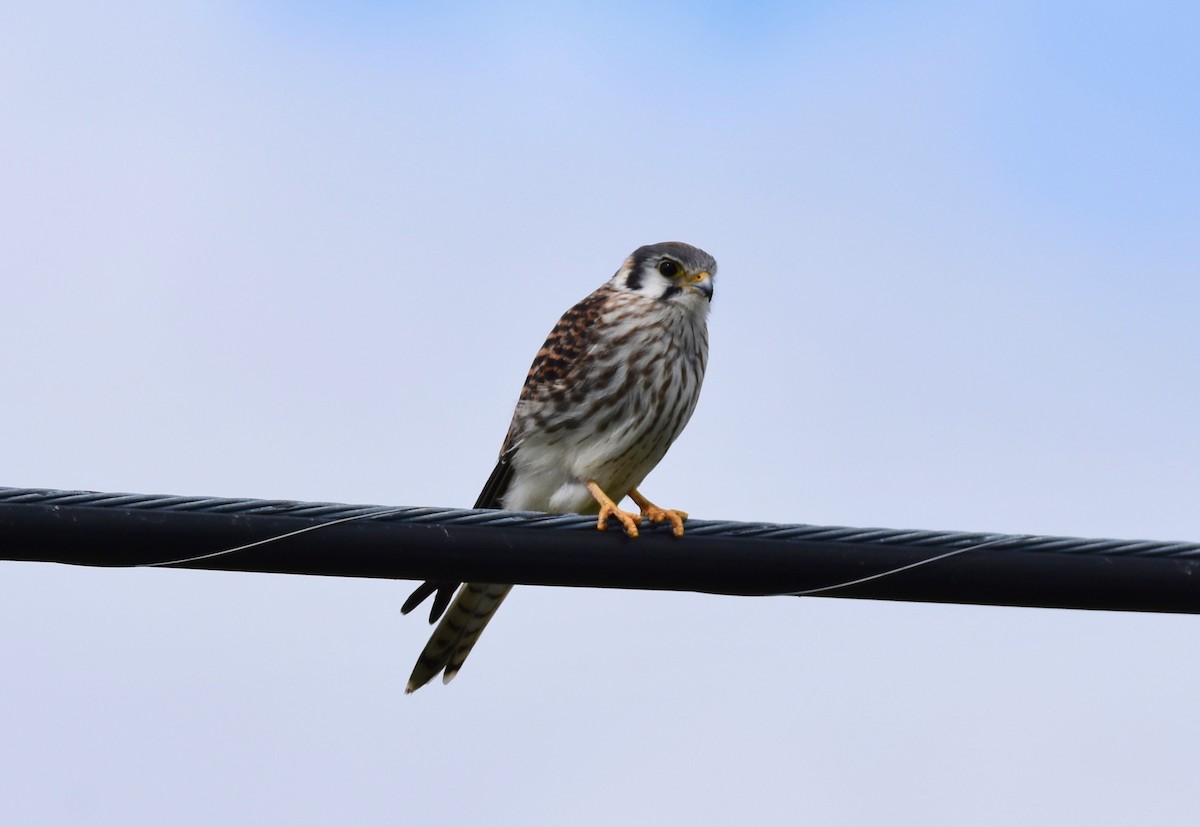 American Kestrel - ML624126786