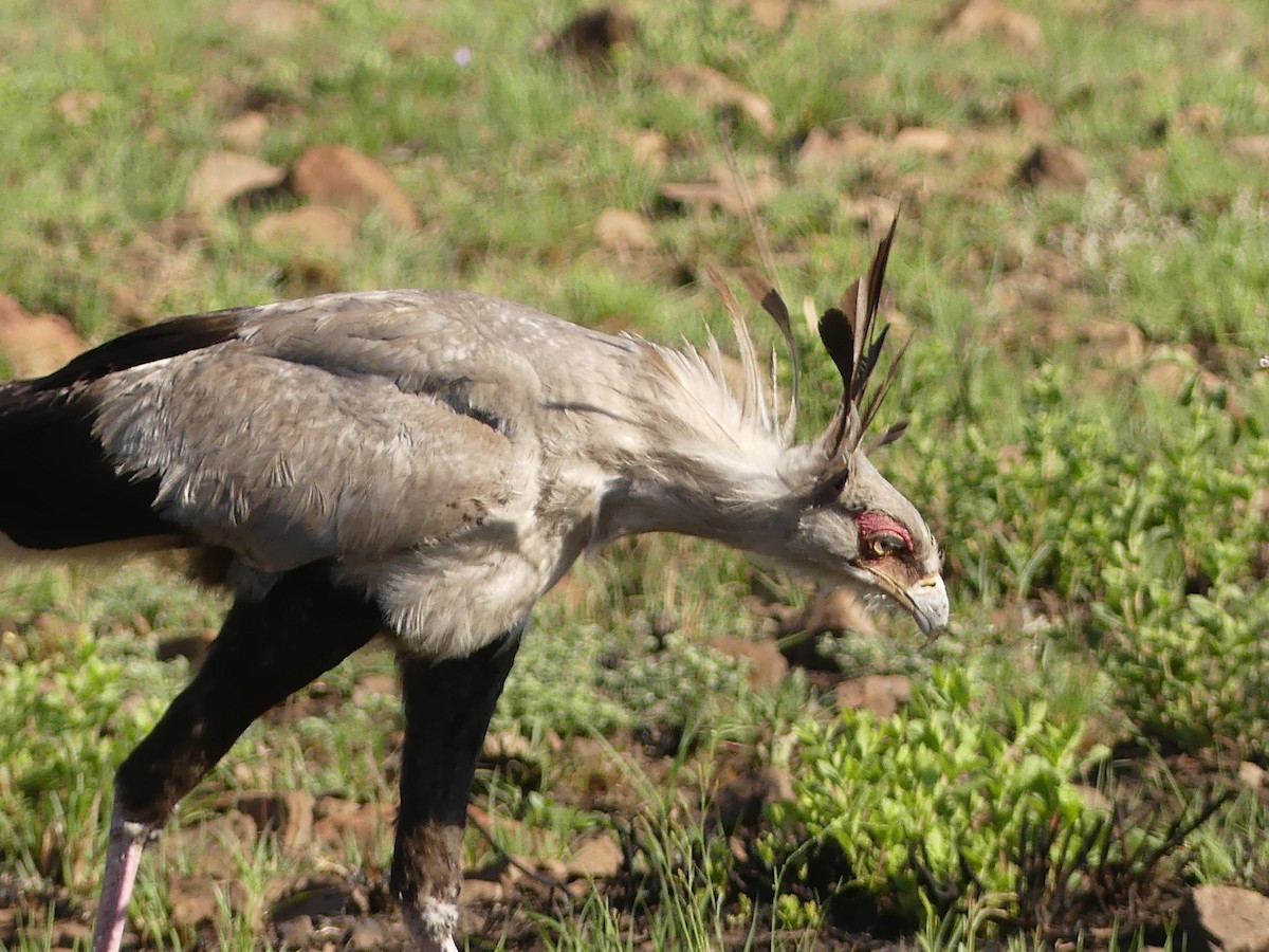 Secretarybird - ML624126789