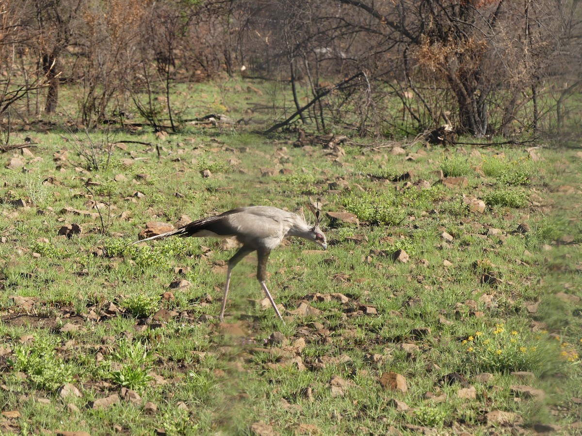 Secretarybird - ML624126790