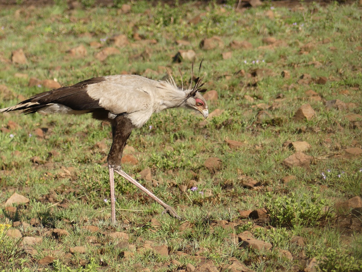 Secretarybird - ML624126791