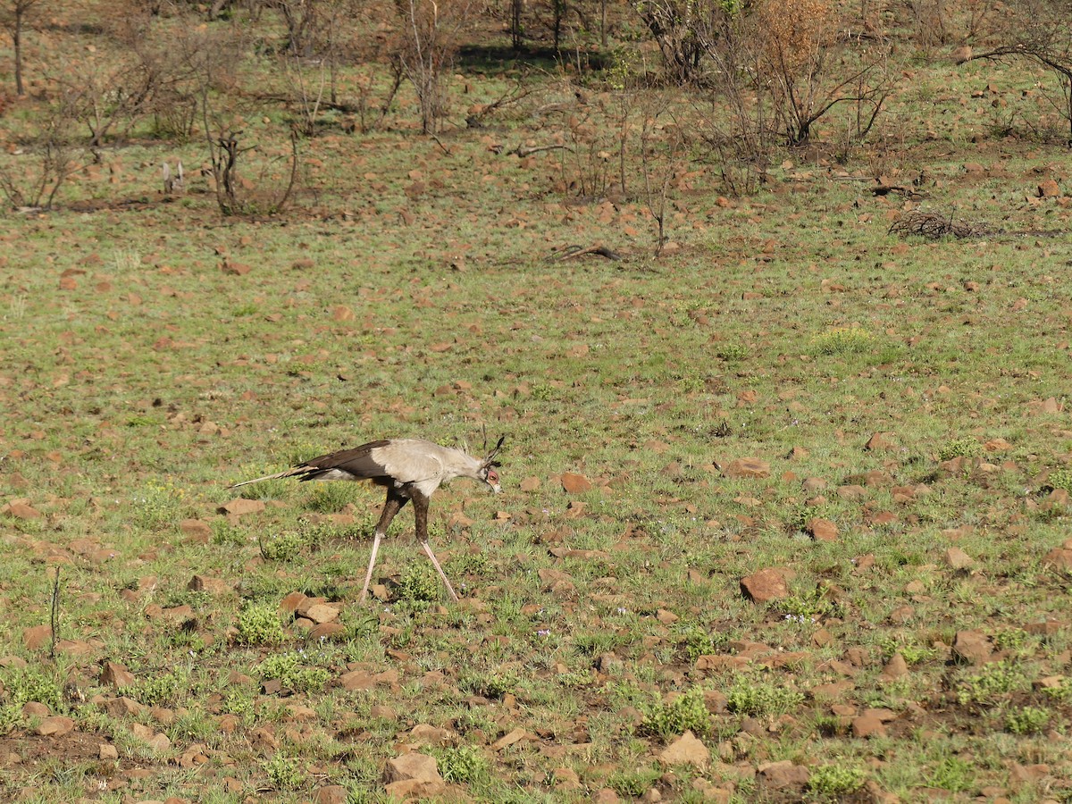 Secretarybird - ML624126792