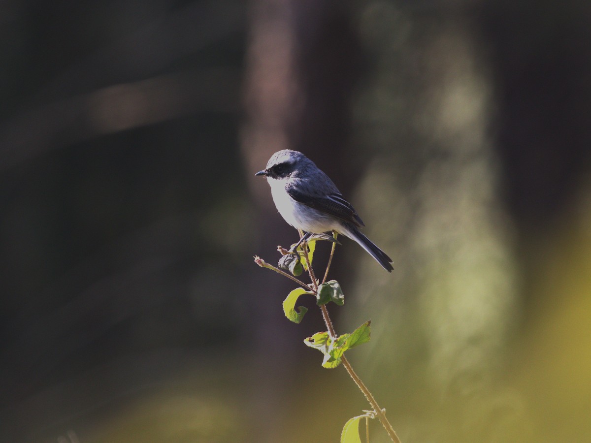 Gray Bushchat - ML624126797