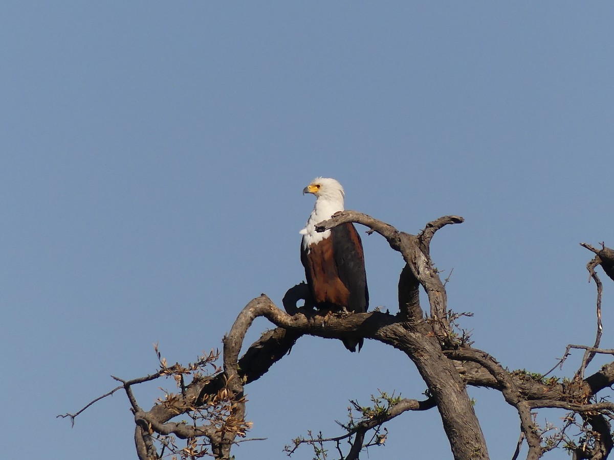 African Fish-Eagle - ML624126801